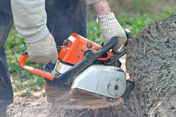 Best Pest Control for Lawns  in Bethel, NC