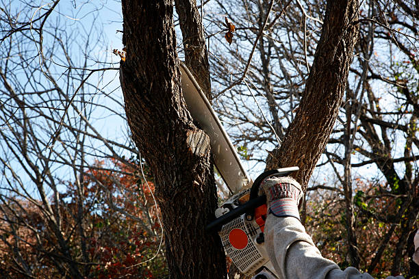 How Our Tree Care Process Works  in  Bethel, NC