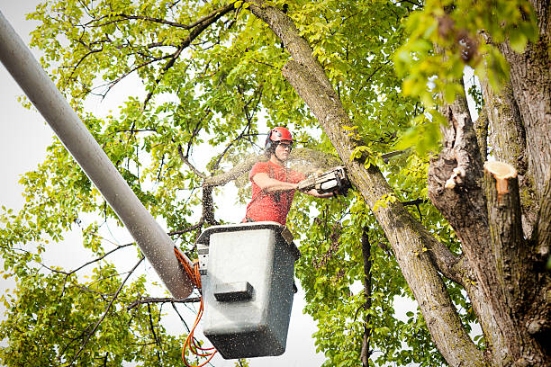 Best Hedge Trimming  in Bethel, NC