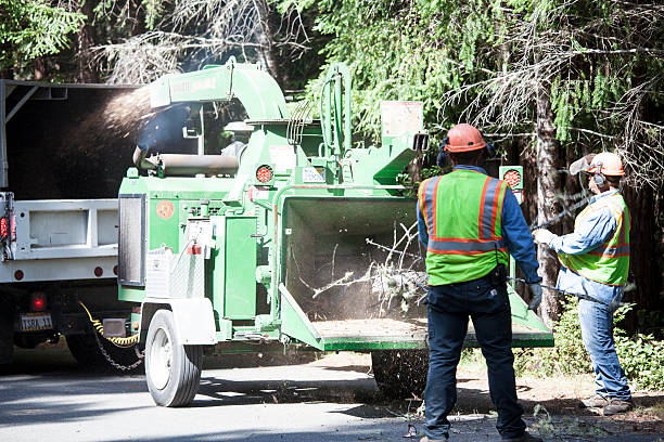 Best Storm Damage Tree Cleanup  in Bethel, NC