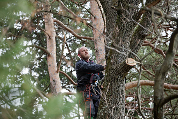Best Arborist Consultation Services  in Bethel, NC