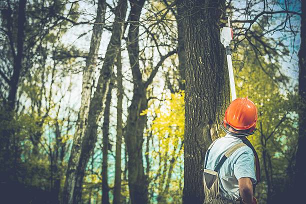 Best Tree Mulching  in Bethel, NC